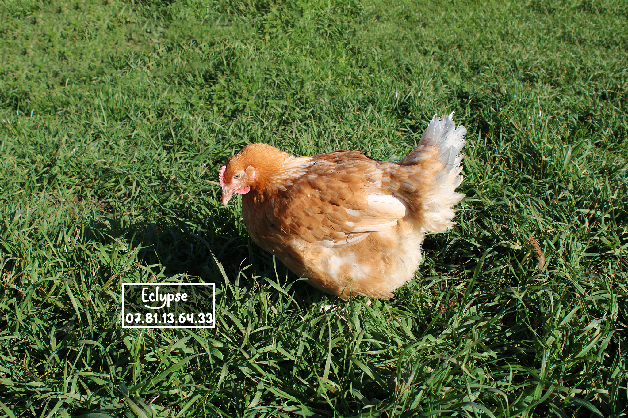 Poulet démarré à élever 