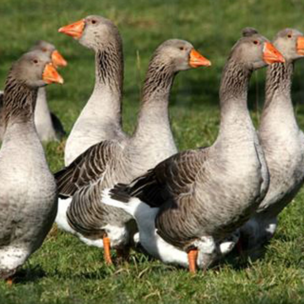 Oie Toulouse ou Blanche