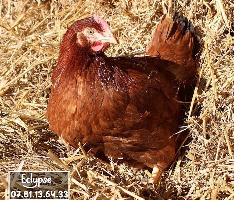Grande variété de poules pondeuses prêtes à pondre 